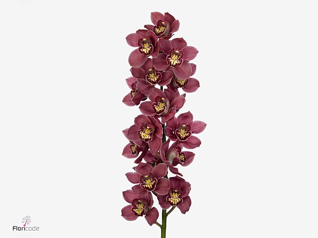 Cymbidium Big Berry 80 cm X8