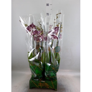 Phalaenopsis   ...