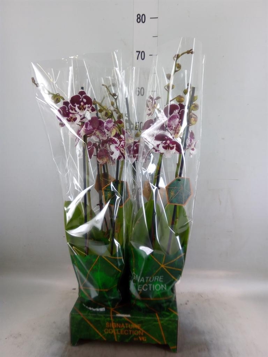 <h4>Phalaenopsis   ...</h4>
