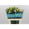 Ranunculus Butterfly Keramos