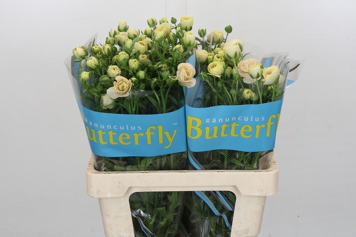 Ranunculus Butterfly Keramos