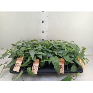 Epipremnum pinn. 'Cebu Blue'