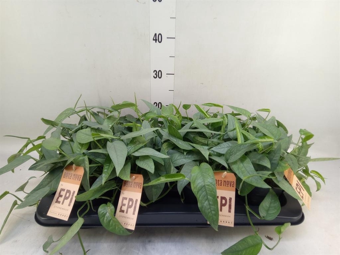 <h4>Epipremnum pinn. 'Cebu Blue'</h4>