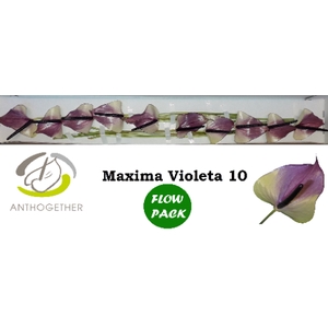 ANTH A MAX VIOLETA 10--824