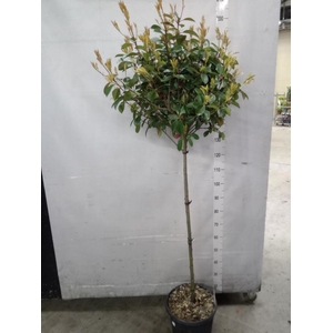 Photinia fraseri