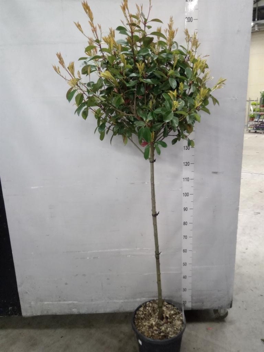 <h4>Photinia fraseri</h4>