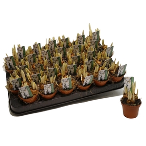 CROCUS JEANE D'ARC' MINI P5