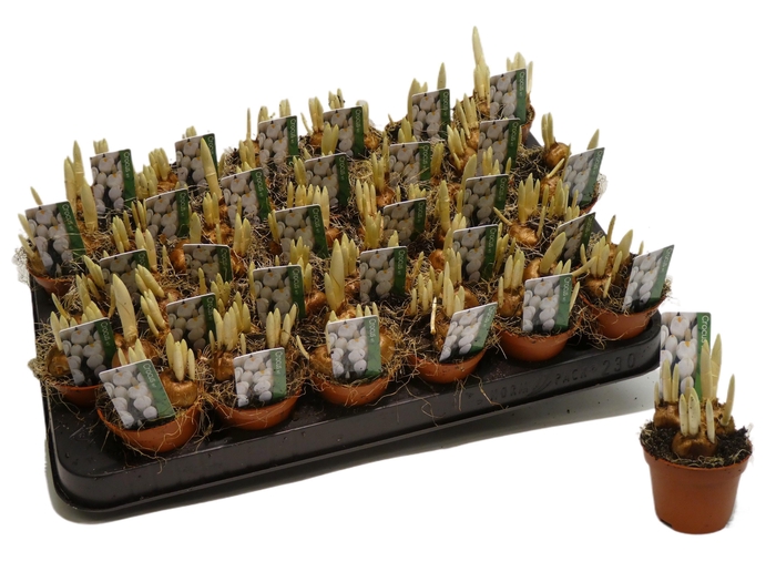 <h4>CROCUS JEANE D'ARC' MINI P5</h4>
