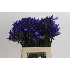 Agapanthus Eyfori Blue