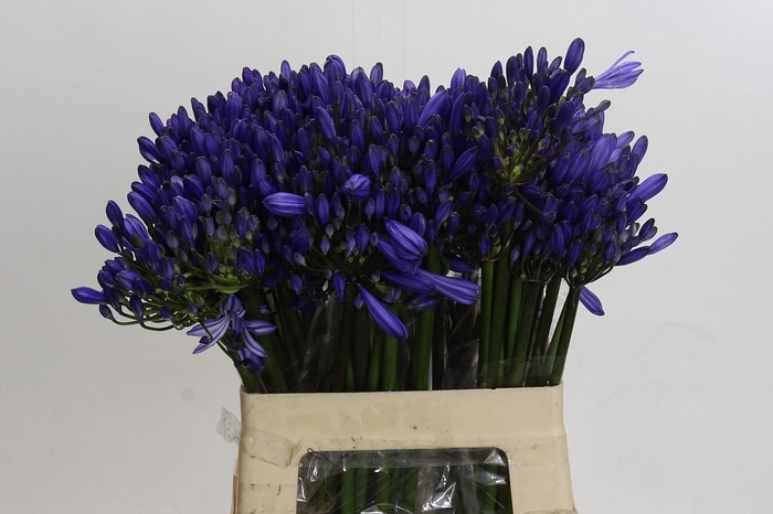 <h4>Agapanthus EYFORI Blue</h4>