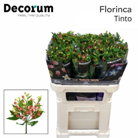 <h4>Alstroemeria Tinto</h4>