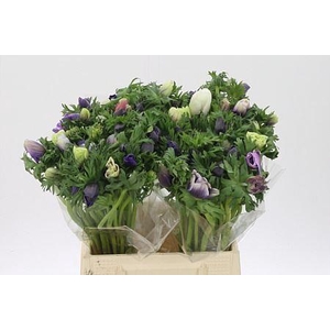 Anem Co Galil Pastel