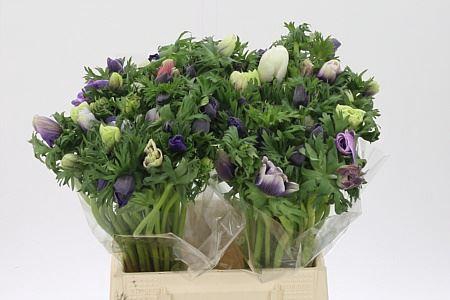 <h4>Anem Co Galil Pastel</h4>