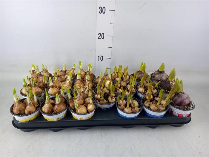 <h4>Bolbloemen   ...mix</h4>