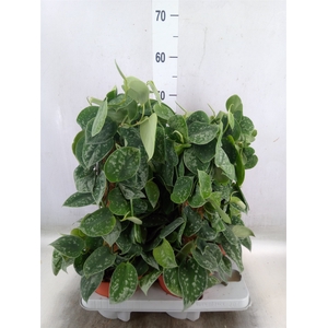 Scindapsus pictus 'Silvery Ann'