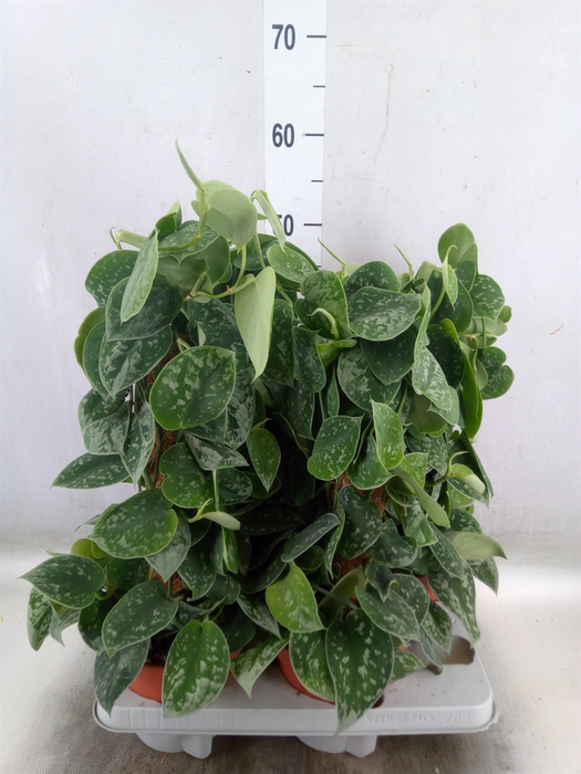 <h4>Scindapsus pictus 'Silvery Ann'</h4>