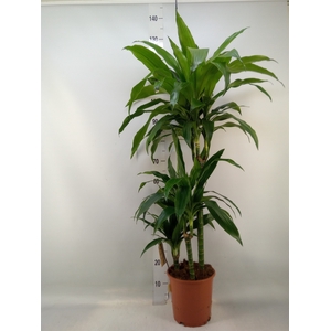 Dracaena frag. 'Janet Craig'