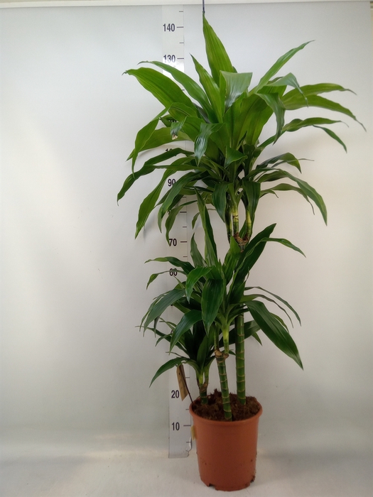 <h4>Dracaena frag. 'Janet Craig'</h4>