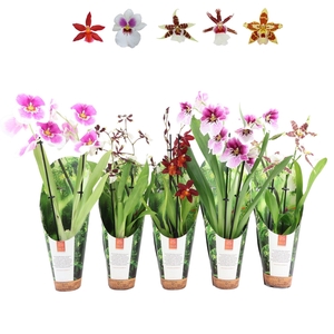 Inca Orchid mix 2 spike 9cm luxury jungle cover