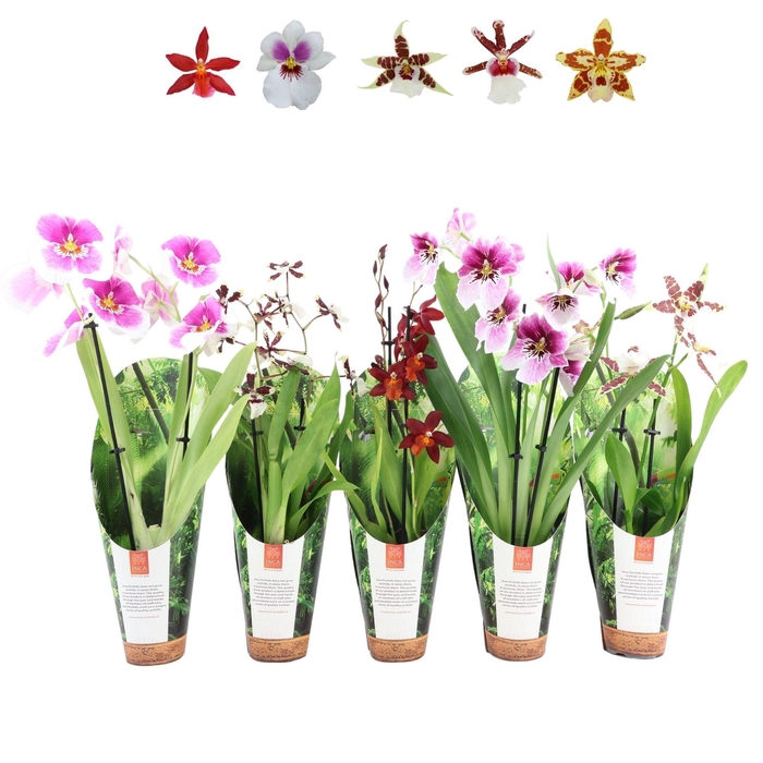 <h4>Inca Orchid mix 2 spike 9cm luxury jungle cover</h4>