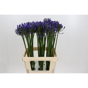 Agapanthus Uri