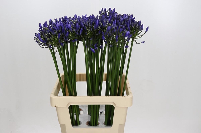 <h4>Agapanthus Uri</h4>