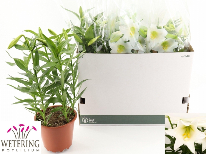 <h4>LIL LO MIRACLE</h4>