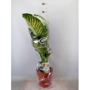 Dieffenbachia seg. 'Maroba'