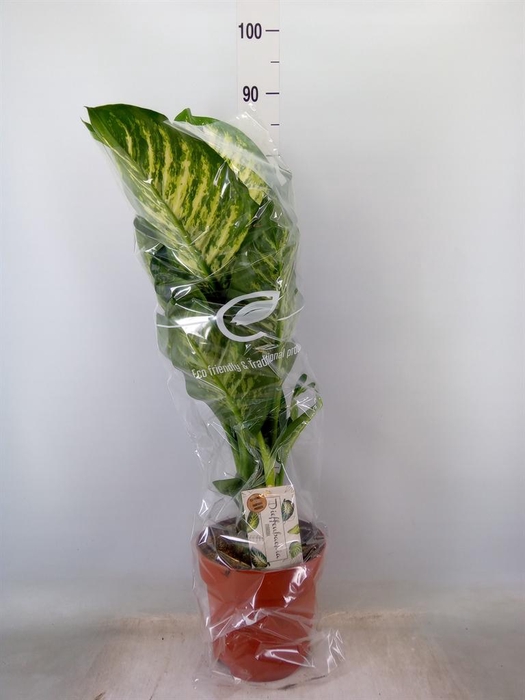 <h4>Dieffenbachia seg. 'Maroba'</h4>