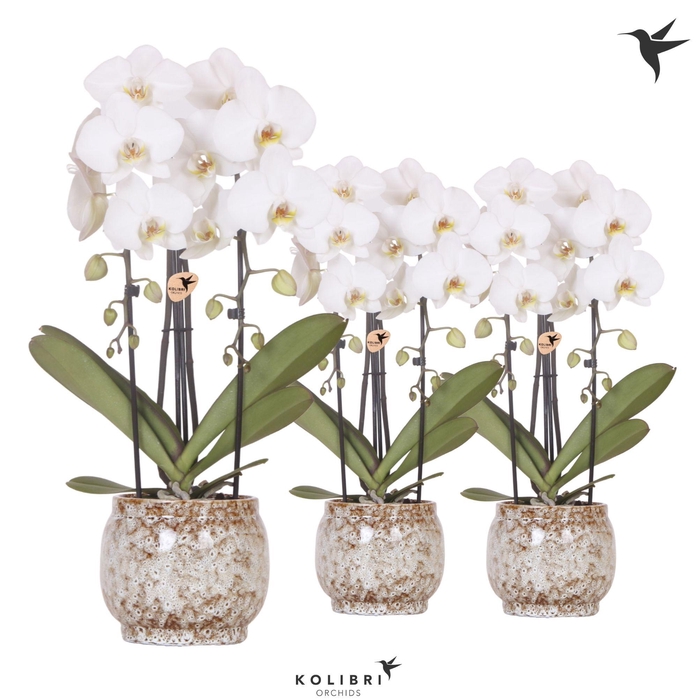 <h4>Kolibri Orchids Phalaenopsis Cascade Niagara Fall white 2 spike in Safari pot</h4>