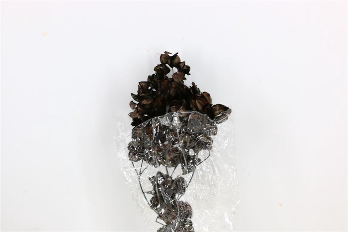 <h4>Dried Bougainvillea X5 55cm Black Bunch</h4>