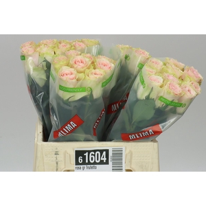 Rosa Gr Frutetto