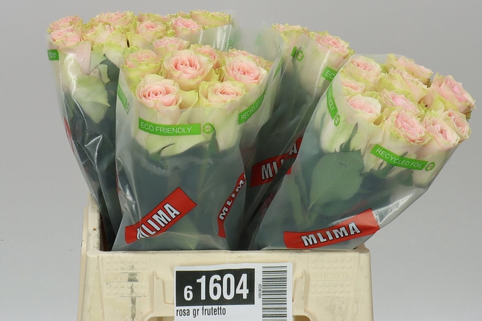 <h4>Rosa Gr Frutetto</h4>
