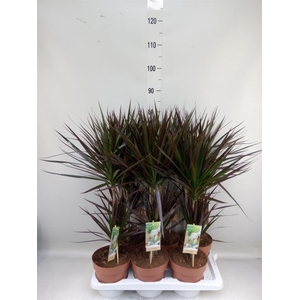 Dracaena marg. 'Magenta'