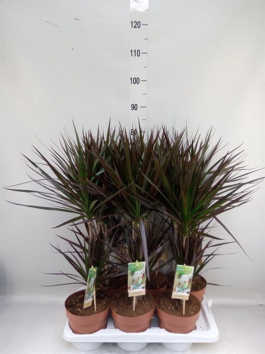 <h4>Dracaena marg. 'Magenta'</h4>