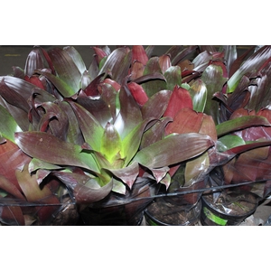 BROMELIA IMPERIAL P27 VERMELHO