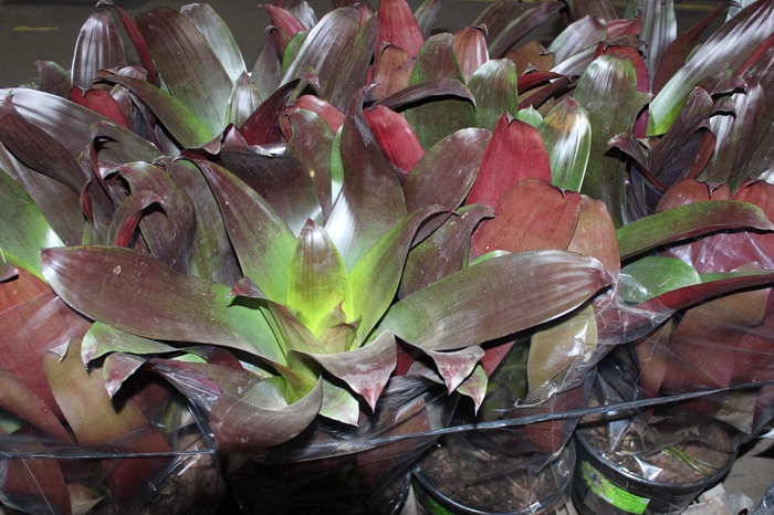 <h4>BROMELIA IMPERIAL P27 VERMELHO</h4>