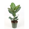 Ficus Audrey