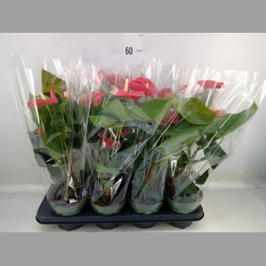 Anthurium andr. 'Madural'