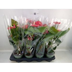 Anthurium andr. 'Madural'