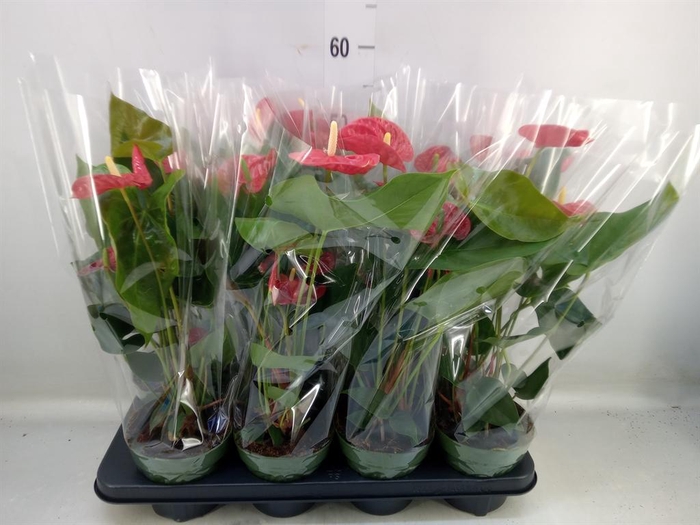 <h4>Anthurium andr. 'Madural'</h4>