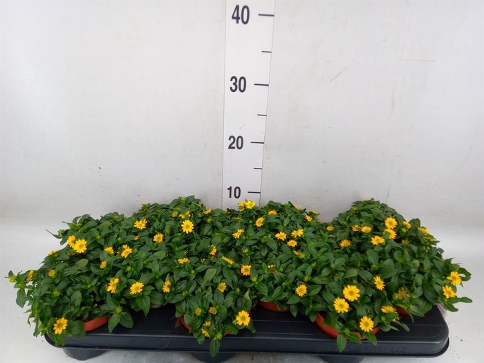 <h4>Sanvitalia proc.</h4>