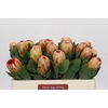 Protea Grandicolor