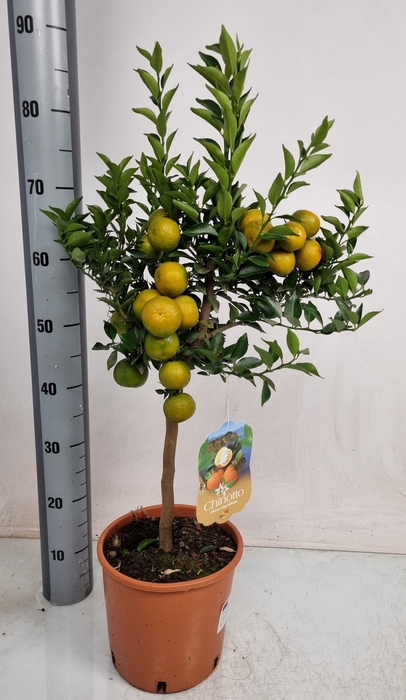 <h4>Citr Au Chinotto</h4>