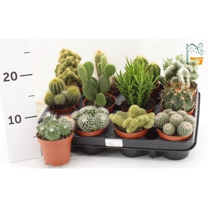 CACTUS GEM