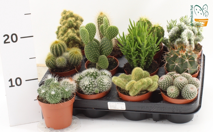 <h4>CACTUS GEM</h4>
