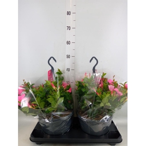 Mandevilla am. 'Sundav Pretty Rose'