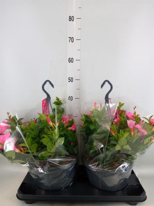 <h4>Mandevilla am. 'Sundav Pretty Rose'</h4>