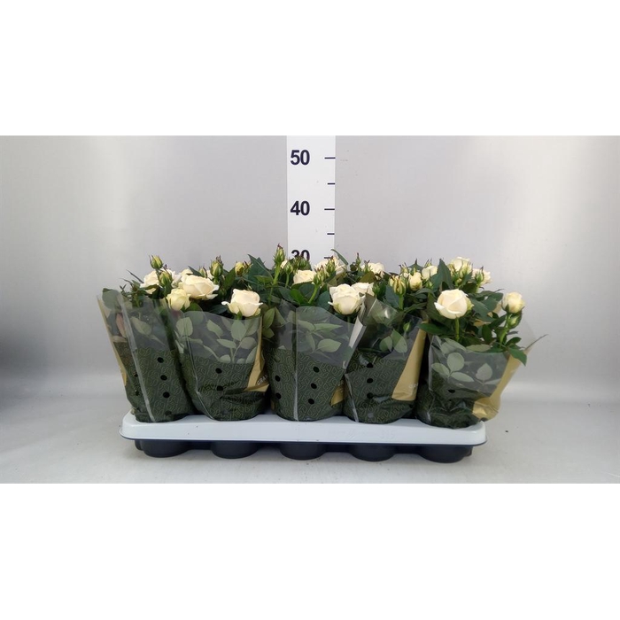 <h4>Rosa  'Belami Kordana'</h4>