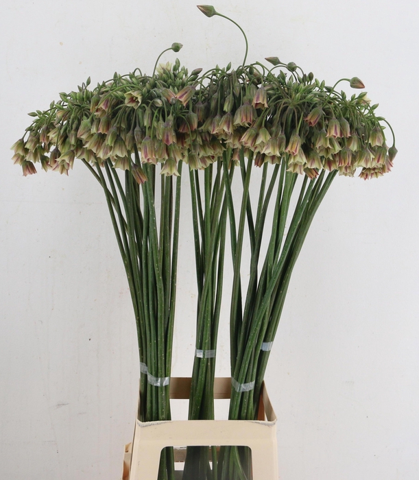 <h4>NECT SICULUM BULGAR</h4>